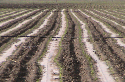 彰武縣節(jié)水增糧項目